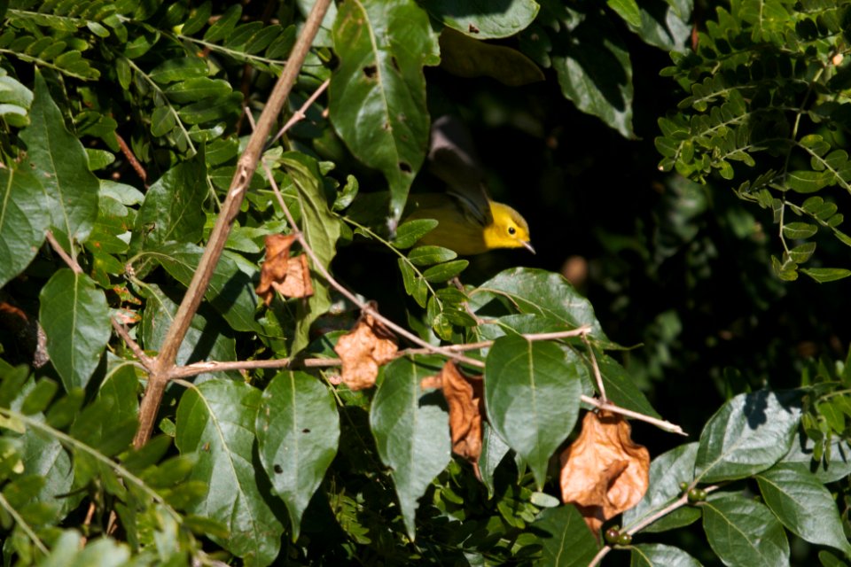 IMG 1381c Wilson's Warbler LeVasseur Park Kankakee-IL 9-6-2017