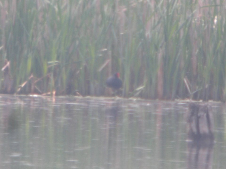 DSCN9904c Common Gallinule LaSalle FWA IN 5-13-2018