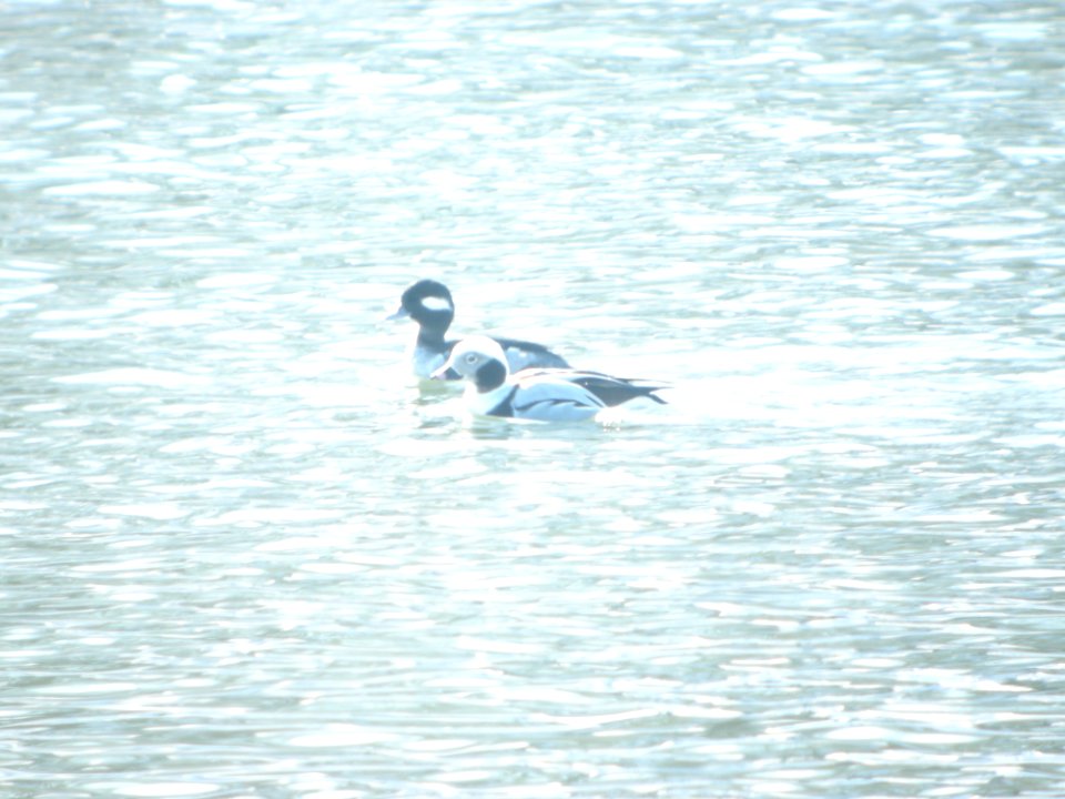 DSCN9442c Long-tailed Duck Dam-Kankakee IL 2-12-2018