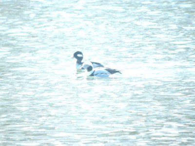 DSCN9442c Long-tailed Duck Dam-Kankakee IL 2-12-2018