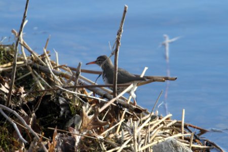 IMG 9027c Spotted Sandpiper Willow Slough FWA IN 4-17-2018