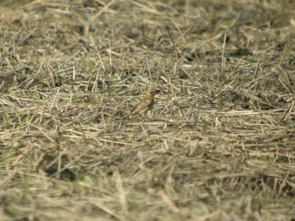 DSCN9882c Smith's Longspur Willowhaven Area Kankakee Co IL 5-7-2018