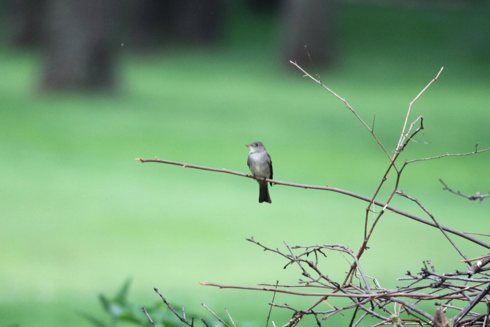 IMG 9641c Eastern Wood-Pewee Hse Kankakee IL 5-9-2018