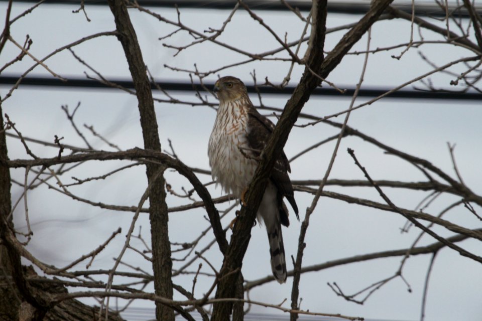 IMG 8286c Cooper's Hawk Hse Kankakee) IL 3-7-2018