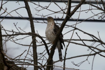 IMG 8286c Cooper's Hawk Hse Kankakee) IL 3-7-2018 photo