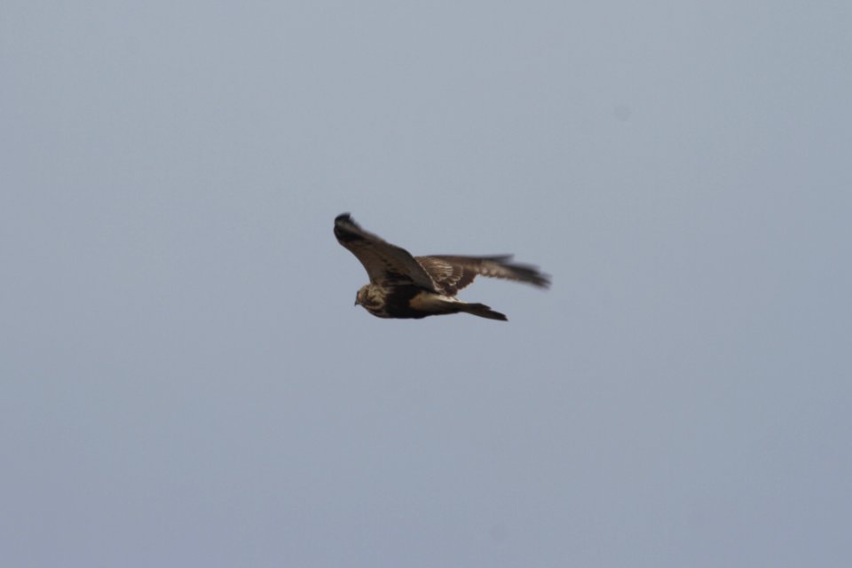 IMG 8265c Rough-legged Hawk LaSalle FWA IN 3-6-2018