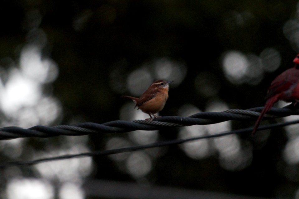 IMG 4872c Carolina Wren Hse Kankakee IL 10-18-2017