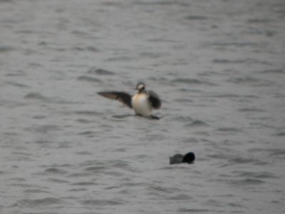 DSCN9718c Long-tailed Duck Willow Slough FWA IN 4-13-2018