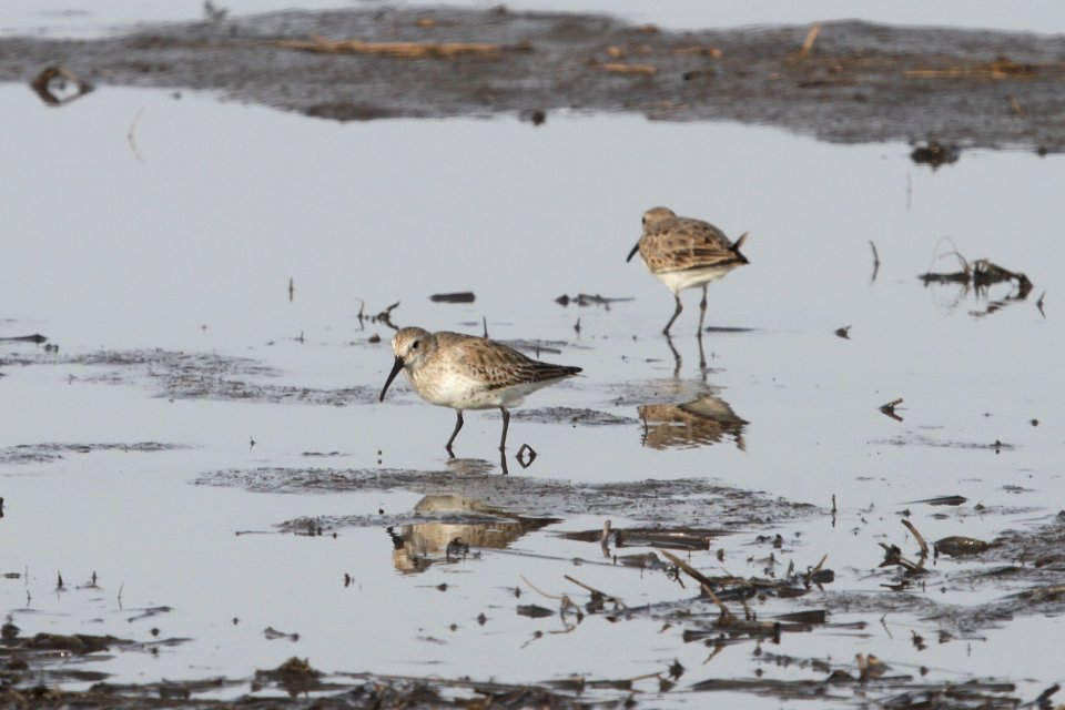 IMG 8809c Dunlin Willowhaven Area Kankakee Co IL 4-12-2018