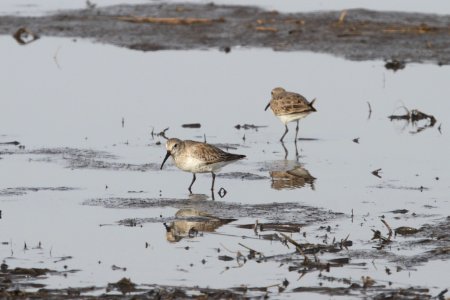 IMG 8809c Dunlin Willowhaven Area Kankakee Co IL 4-12-2018