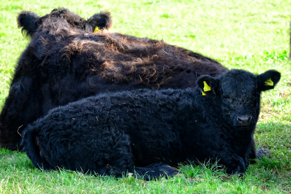 Cattle animals livestock