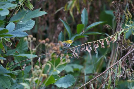IMG 3675c Black-throated Green Warbler Hse Kankakee IL 10-5-2017 photo