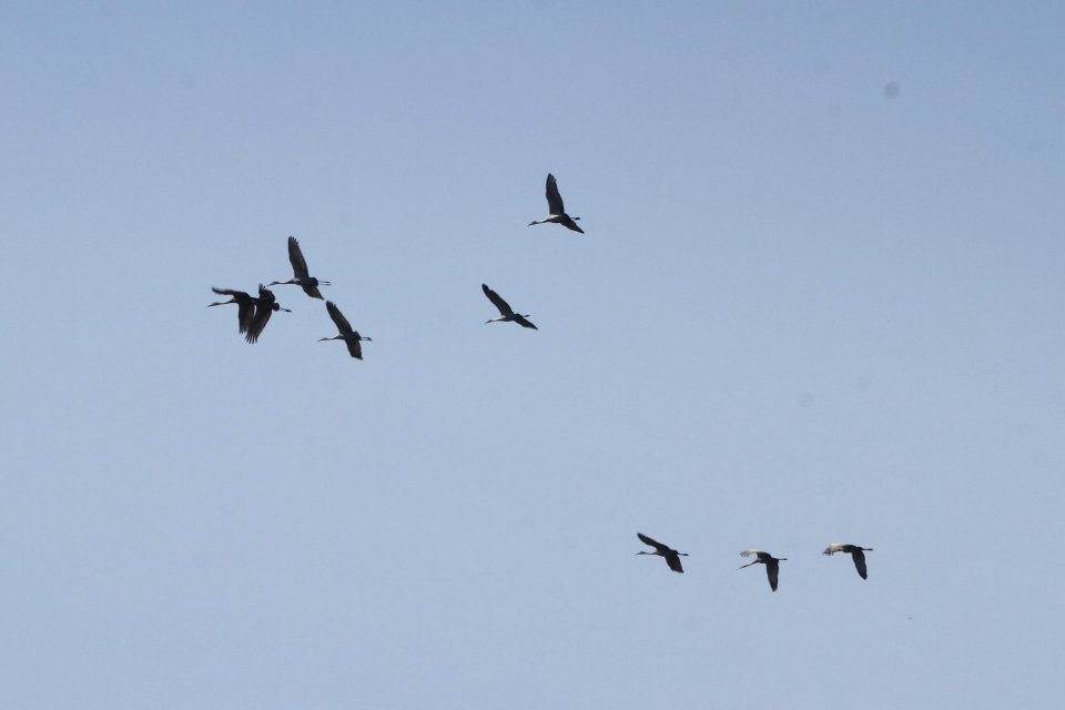 IMG 8702c Sandhill Crane LaSalle FWA IN 4-8-2018