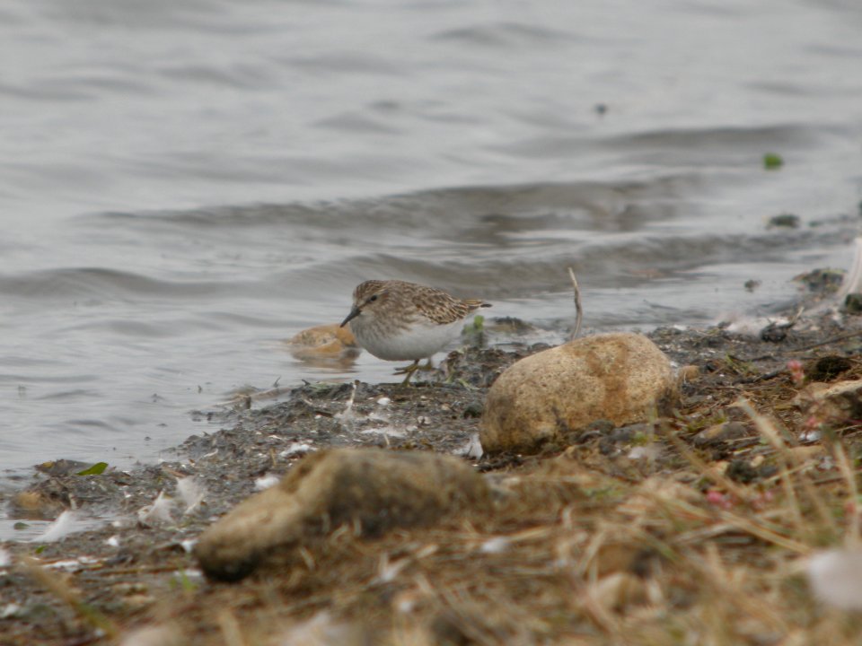 DSCN9280c Least Sandpiper Willowhaven Area Kankakee Co IL 10-30-2017