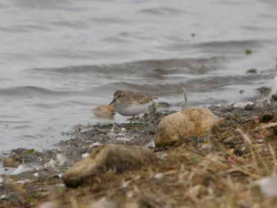 DSCN9280c Least Sandpiper Willowhaven Area Kankakee Co IL 10-30-2017