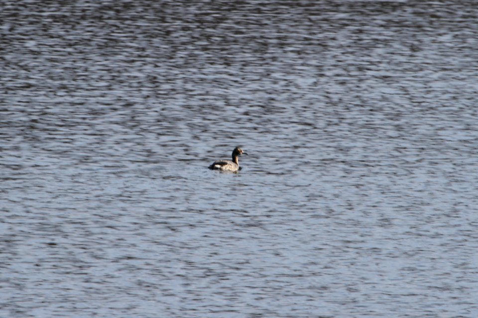 IMG 8605c Horned Grebe Willow Slough FWA IN 4-5-2018