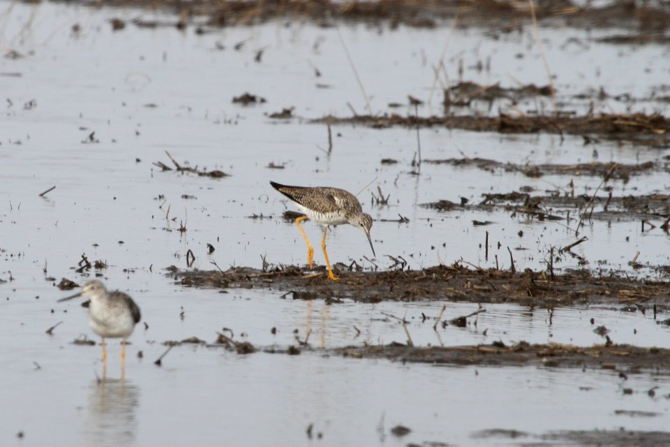 IMG 8793c Lesser Yellowlegs Willowhaven Area Kankakee Co IL 4-12-2018