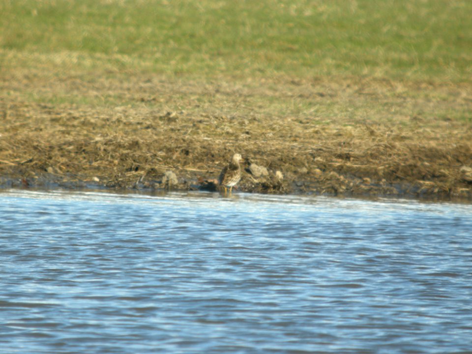 DSCN9576c Pectoral Sandpiper Willowhaver Area Kankakee Co IL 4-1-2018
