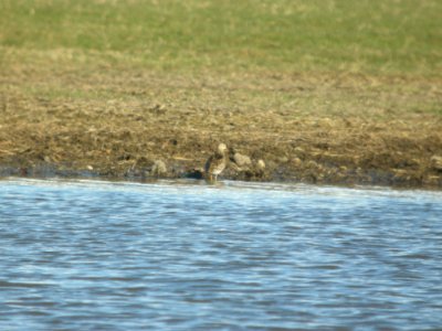 DSCN9576c Pectoral Sandpiper Willowhaver Area Kankakee Co IL 4-1-2018