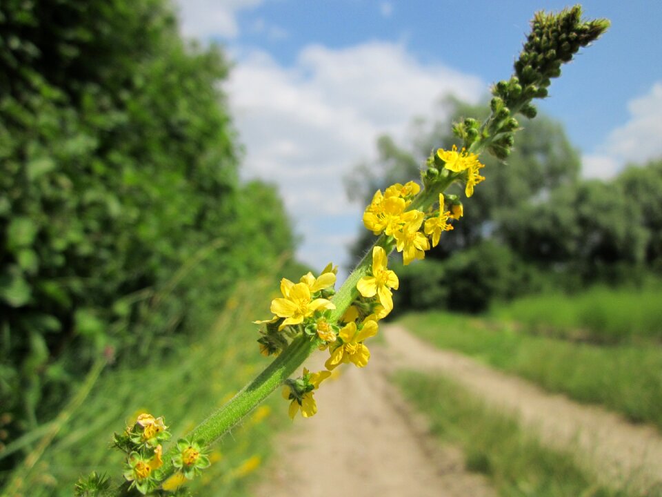 Sticklewort wildflower flora
