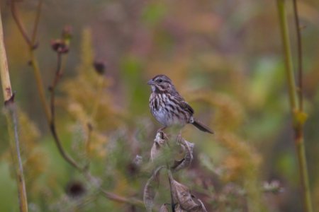 IMG 3535c Song Sparrow Perry Farm Kankakee Co IL 10-4-2017