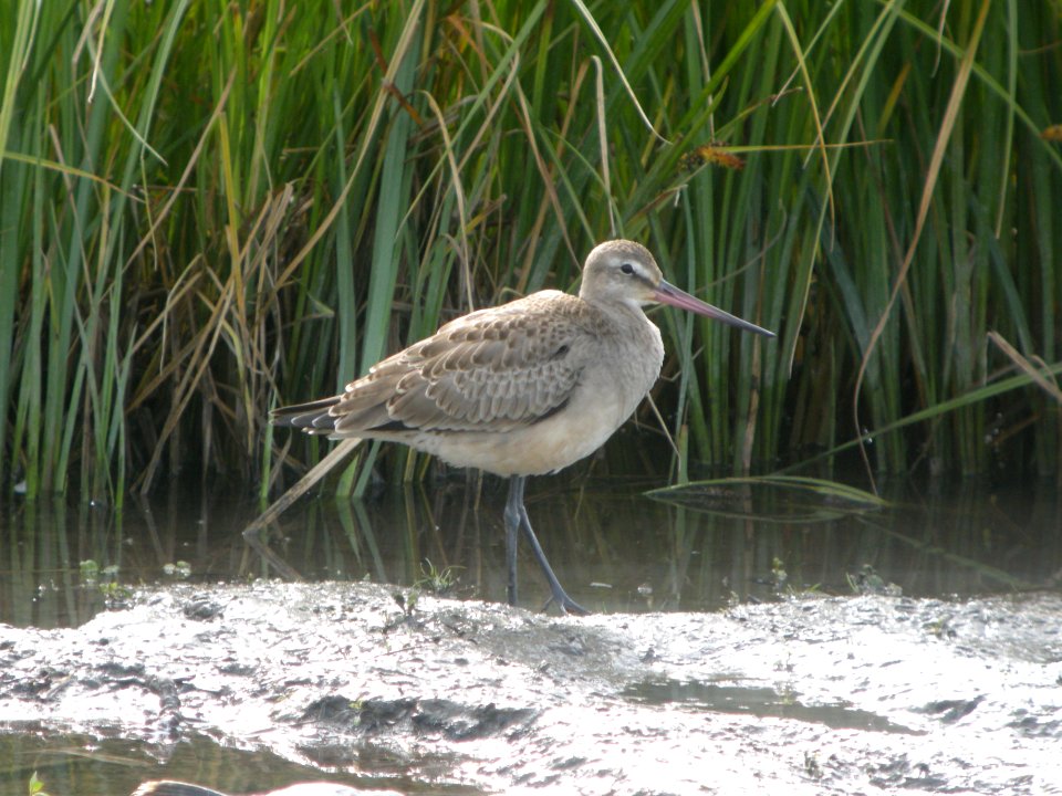 DSCN0641c Hudsonian Godwit Potter Marsh Boardwalk Anchorage AK 8-22-2018