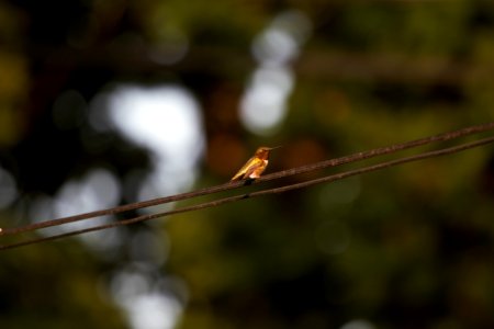 IMG 0443c Ruby-throated Hummingbird Hse Kankakee IL 6-15-2018