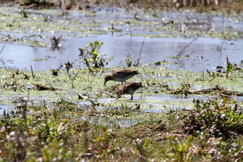 IMG 9291c Wilson's Snipe Aroma Park IL 4-27-2018