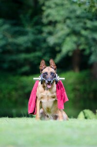 Dog show trick belgian shepherd dog fitness photo