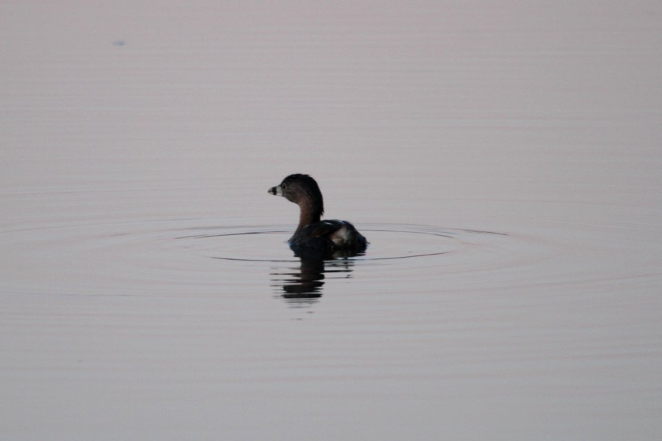 IMG 8406c Pied-billed Grebe Beckman Park Kankakee IL 3-22-2018