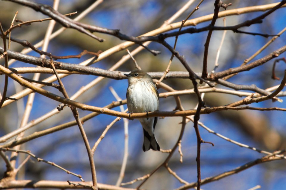 IMG 6199c YR Warbler Metro-sewer Kankakee IL 12-06-2017