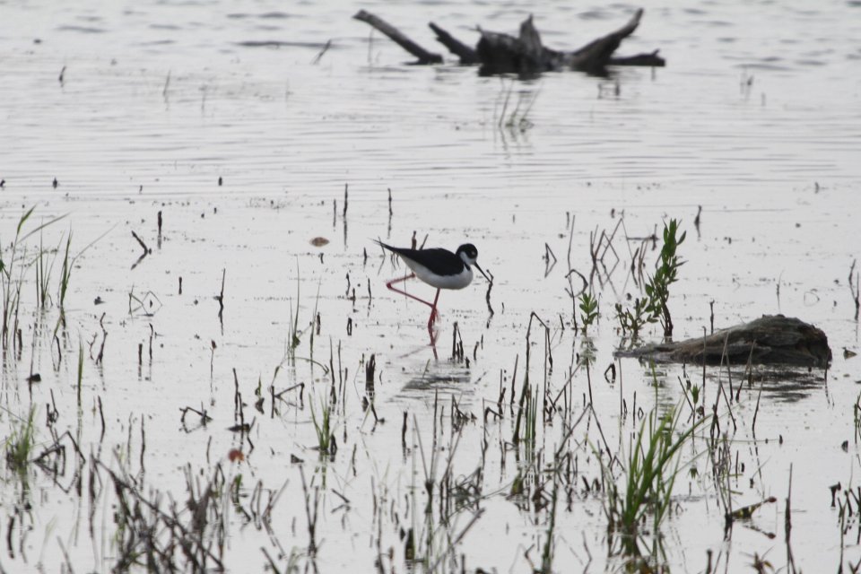 IMG 9821c Black-necked Stilt LaSalle FWA IN 5-13-2018