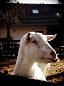 White Goat Portrait 2