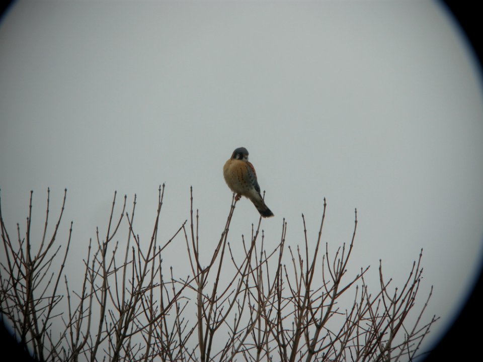 DSCN9414c American Kestrel Perry Farm IL 1-31-2018