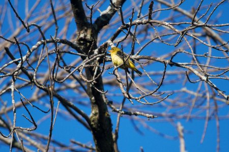 IMG 1405c Scarlet Tanager LeVasseur Park Kankakee-IL 9-6-2017
