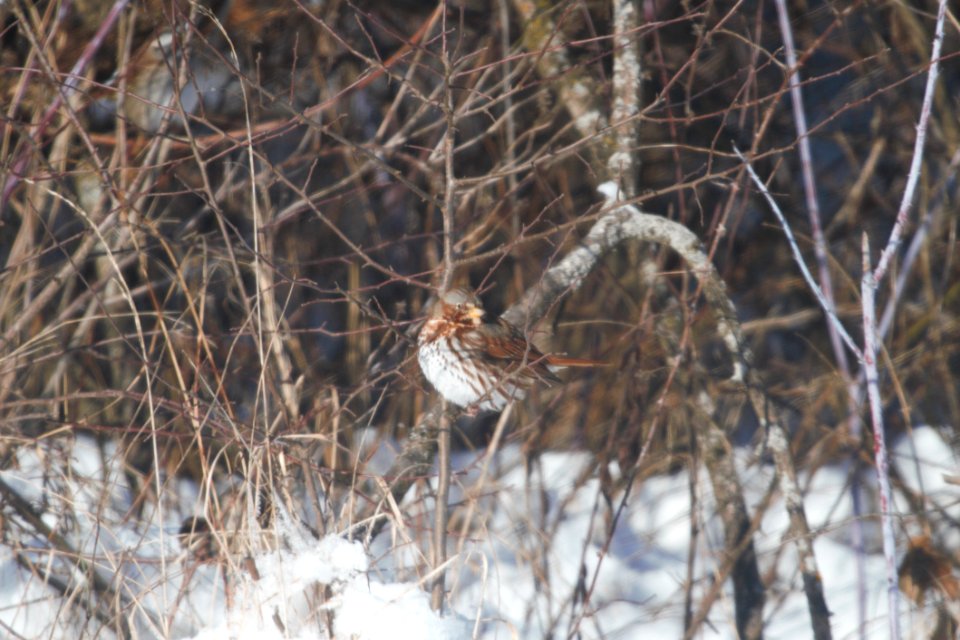 IMG 6951c Fox Sparrow NE Iroquois  Co IL 1-1-2018