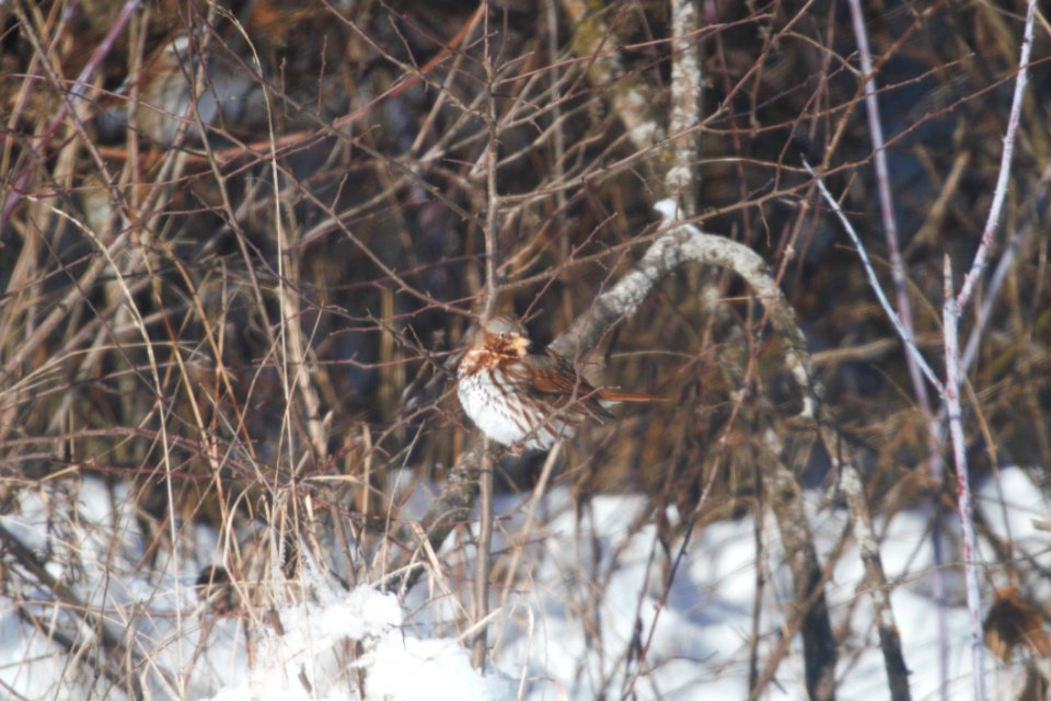 IMG 6951c Fox Sparrow NE Iroquois Co IL 1-1-2018 photo