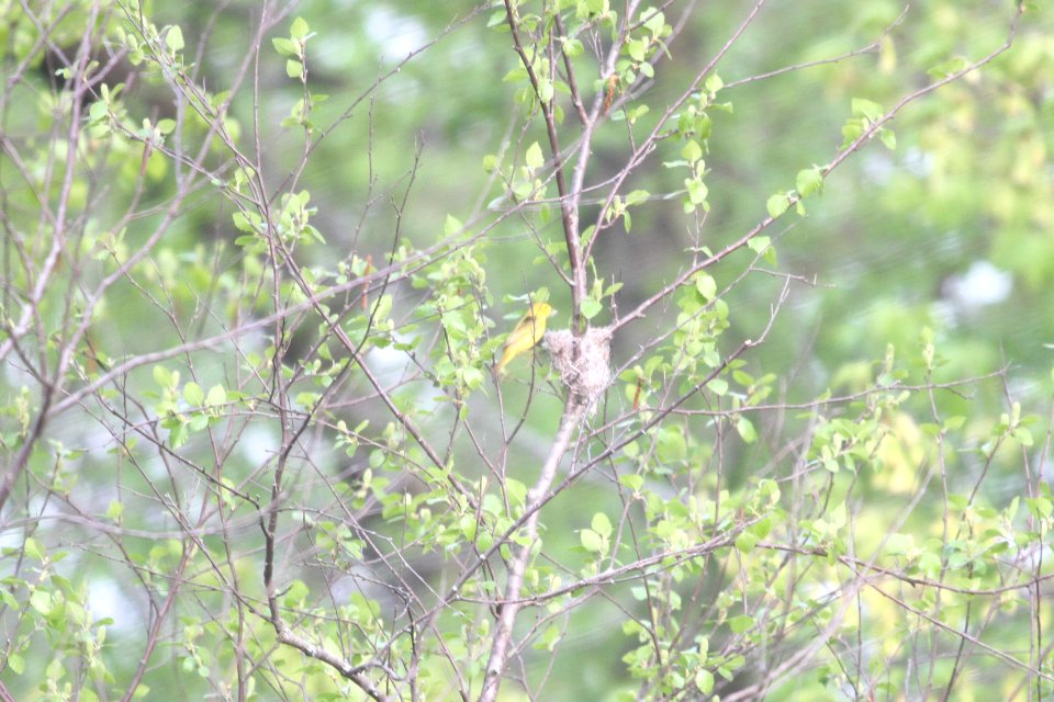IMG 9796c Yellow-Warbler at Nest LaSalle FWA IN 5-13-2018