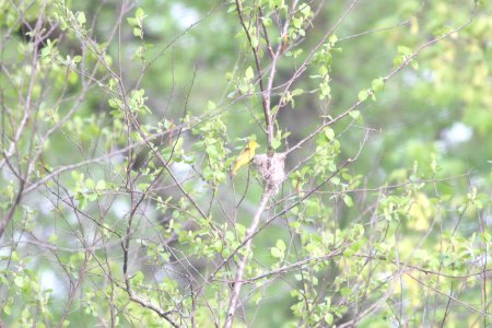 IMG 9796c Yellow-Warbler at Nest LaSalle FWA IN 5-13-2018
