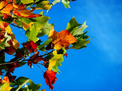 Fall color leaf autumn leaf