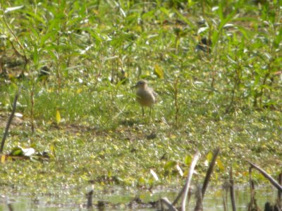 DSCN9020c Buff-breasted Sandpiper LaSalle FWA-IN 8-18-2017
