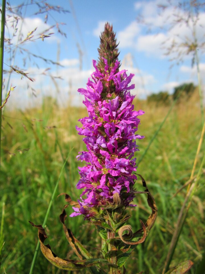 Purple lythrum wildflower flora