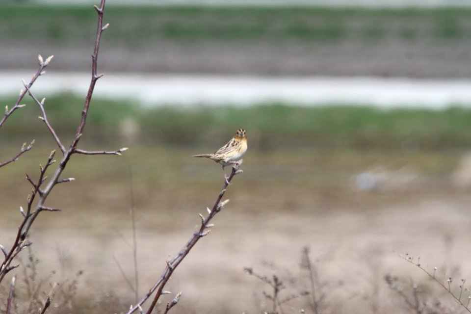 IMG 9202c LeConte's Sparrow Bourbonnais IL 4-24-2018