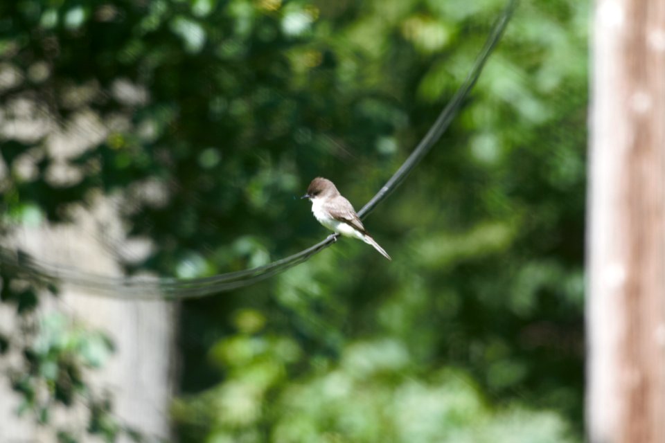 IMG 0292c Eastern Phoebe Hse Kankakee IL 6-4-2018
