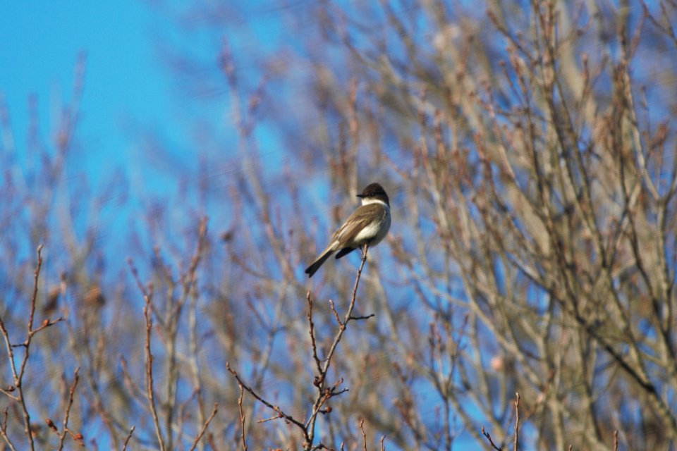 IMG 8337c Eastern Phoebe Kankakee River SP IL 3-13-2018