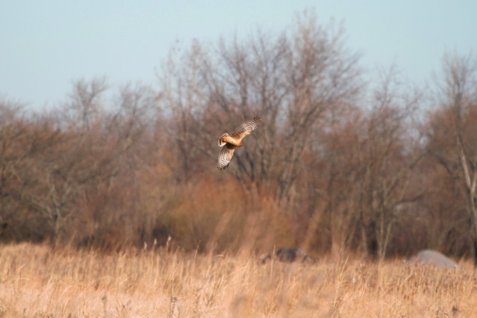 IMG 5915c Northern Harrier Willowhavern Area Kankakee Co IL 11-26-2017