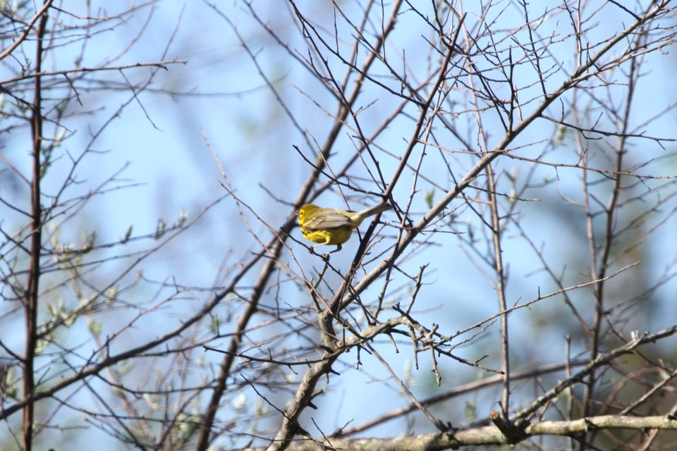 IMG 9562c Prairie Warbler Mazonia Lakes Kankakee Co IL 5-7-2018