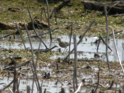 DSCN9033c Buff-breasted Sandpiper LaSalle FWA-IN 8-18-2017