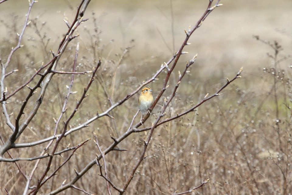 IMG 9192c LeConte's Sparrow Bourbonnais IL 4-24-2018