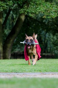 Dog show trick belgian shepherd dog fitness photo